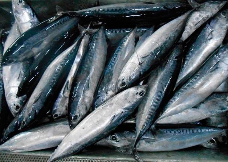 Cá ồ hóa “mỏ vàng” ở vùng biển Phú Yên cũ